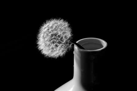 A greyscale shot of a dandelion in a white ceramic vase on a dark background