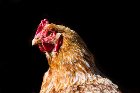 A closeup shot of a hen isolated on a black backgroundの写真素材
