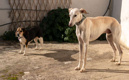 A galgo dog and a beagle standing under the sunlight in the yard of a house
