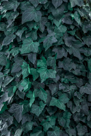 A vertical closeup shot of ivy leaves backgroundの写真素材
