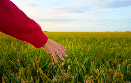 A closeup shot of a hand of a young lady covered by red jacket with green field on the backgroundの写真素材