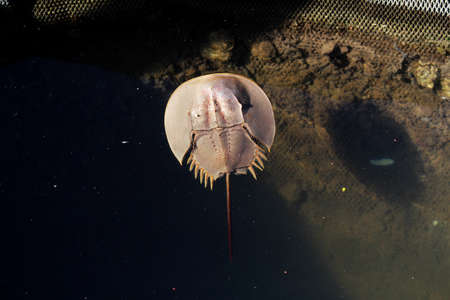 A closeup top view of a Horseshoe crab marine arthropod in a water