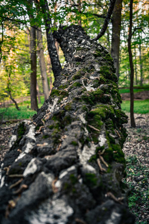 A vertical closeup shot of the mossy trunk of a fallen tree