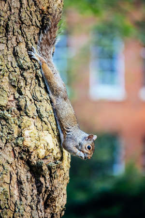 A vertical selective focus shot of a squirrel on a tree