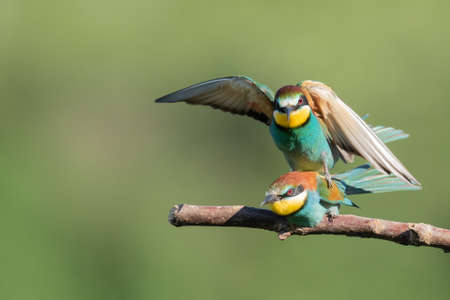 A bee-eater sitting on top of another one over the tree branch