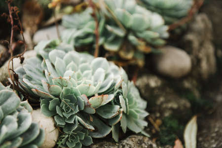 A beautiful closeup of white Mexican roses in the sand - perfect wallpaper for cactus loversの写真素材
