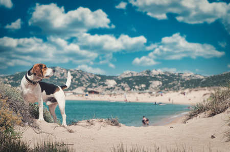 The adorable Beagle dog on the sandy beach under the cloudy skyの写真素材