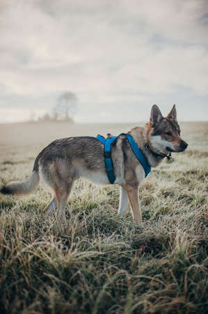 A vertical shot of wolfdog with harness standing on the grassの写真素材