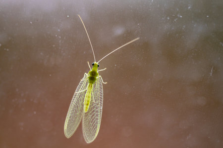 Vibrant greenish stink aphid bug flying insect transparently lit from the back of a green lacewing against a smudged window and out of focus backdropの写真素材