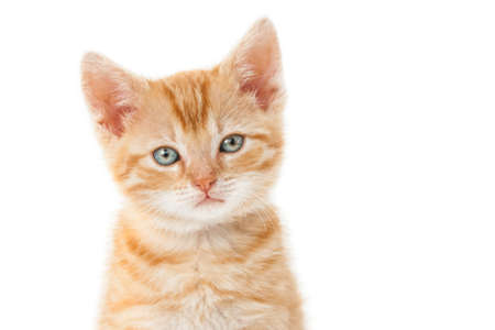 A closeup shot of a ginger kitten with green eyes on a white backgroundの写真素材