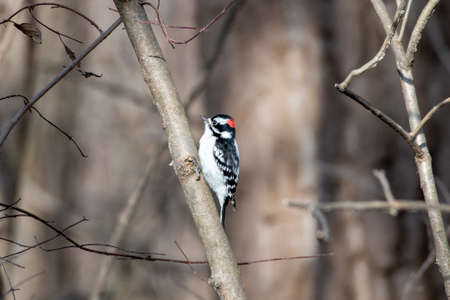 A selective focus shot of little spotted woodpecker