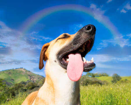 A low angle shot of a cute dog captured under the rainbow in the blue skyの写真素材