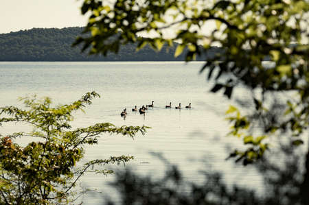 A selective focus shot of ducks on a lake against a foliage mountainの写真素材