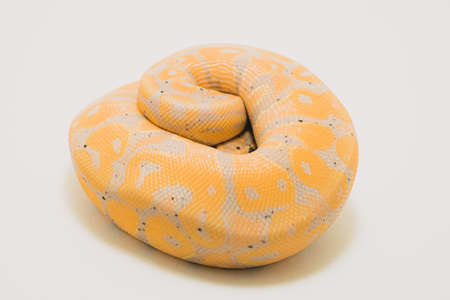 A closeup shot of a banana ball python isolated on a white background