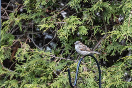 A selective focus shot of a sparrow perched o a branchの写真素材