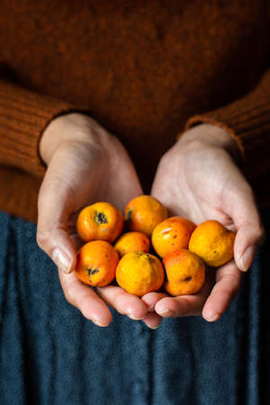 An unrecognizable female holding some tejocotes fruitsの写真素材