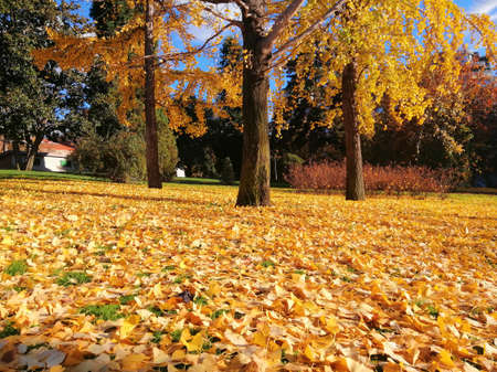 The beautiful trees with yellow leaves in autumn in Madrid, Spainの写真素材