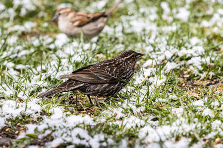 A selective focus shot of a beautiful small sparrow sitting on the grass-covered field