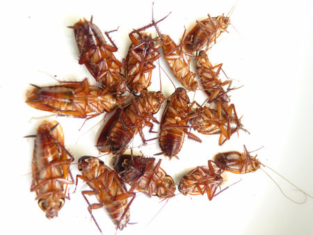 A macro shot of cockroaches on a white surface