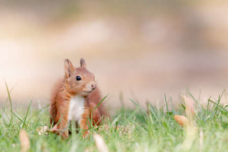 A selective focus shot of red squirrel in the forest