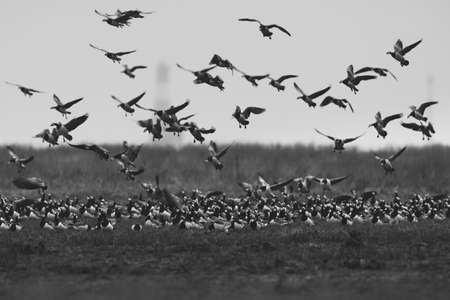 A grayscale shot of a beautiful flock of flying birds over the fieldの写真素材