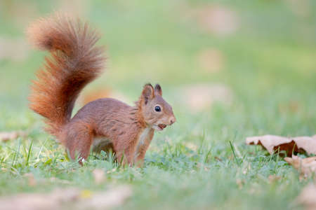 A selective focus shot of red squirrel in the forestの写真素材