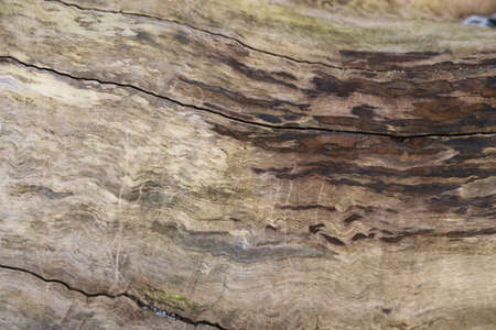 A closeup shot of an old wooden board textu