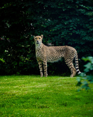 A vertical shot of a cheetah standing on a grass ground with green leaves in the backgroundの写真素材