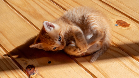 A portrait of an adorable cat lying on the wooden floor and playing with its feetの写真素材
