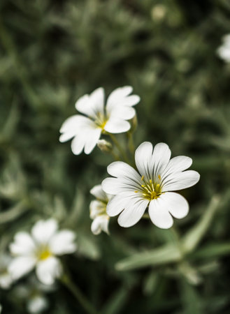 A vertical selective focus shot of white Greater Stitchwort blossomsの写真素材