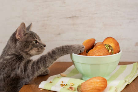A selective focus shot of a cute cat trying to get freshly baked Madeleinesの写真素材