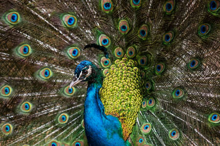 A beautiful male peafowl with opened feathersの写真素材
