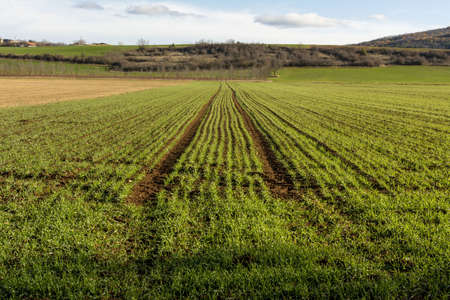 A shot of a field of young crops , Puy de Dome, Auvergne-Rhone-Alpes, Franceの写真素材