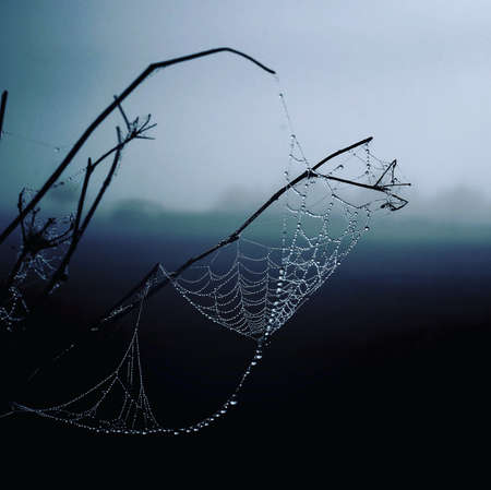 A closeup shot of a spider web covered by waterdrops on branchesの写真素材