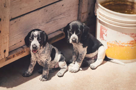 A closeup of two cute Auvergne pointer puppies
