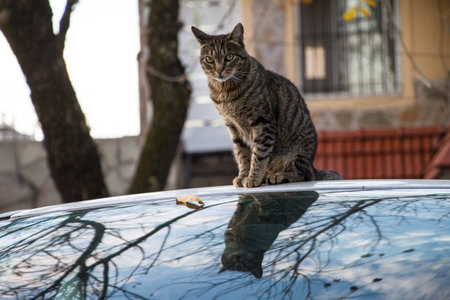 A closeup of a brown striped cat sitting on a car captured during autumnの写真素材