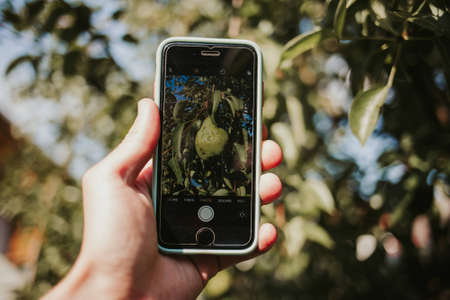 A closeup of a person taking a picture of pears on a tree with a phone under the sunlightの写真素材