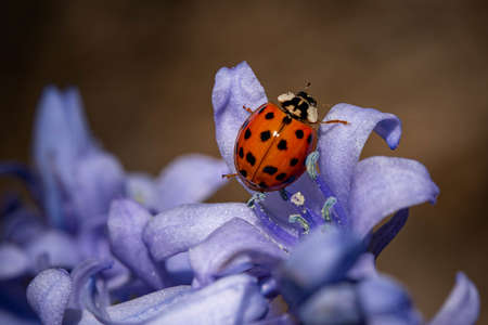 A closeup shot of a cute small ladybird beetle on a purple flower