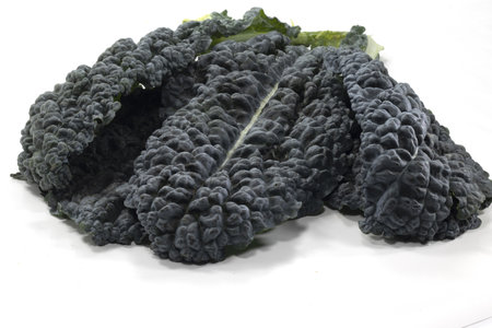 A closeup of Tuscan kale leaves on white backgroundの写真素材