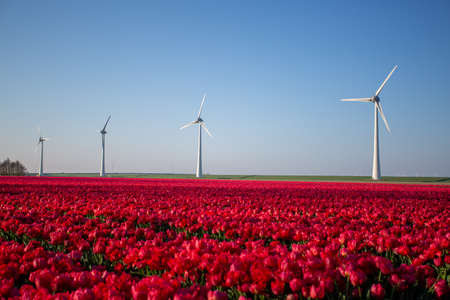 A landscape shot of a field of red tulip flowers with wind turbinesの写真素材