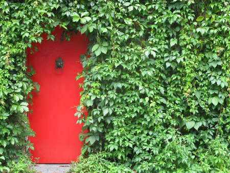 A bright red door surrounded with green plants covering the wallの写真素材