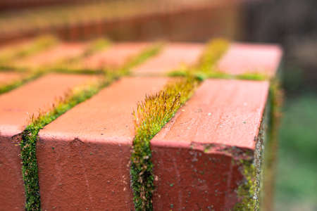 A closeup shot of a brick with moss and small plants between the blocks in the gardenの写真素材