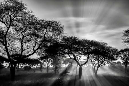 The greyscale shot of the trees in the savanna plains during sunset - perfect for backgroundの写真素材
