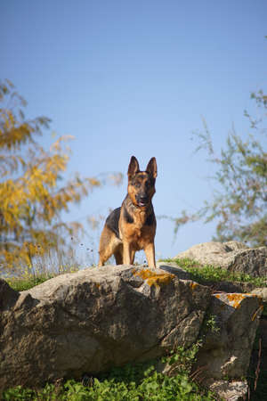 A vertical closeup shot of a German shepherd dog standing on a stone on a sunny dayの写真素材
