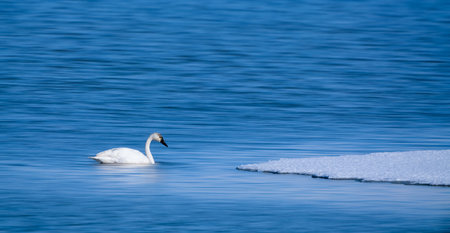 A closeup of a tundra swan on the Great Salt Lake with long exposure in Utah, the USの写真素材