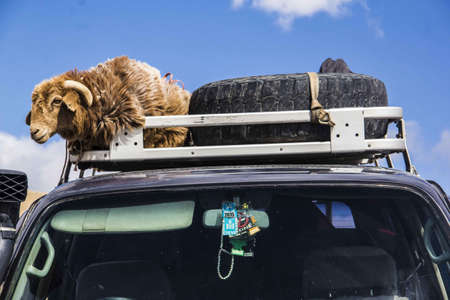 A view of brown ram sheep on car top carrierの写真素材