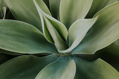 A closeup shot of a green plant with large leaves - perfect for wallpaperの写真素材