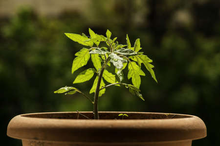 A closeup shot of a young plant growing in a pot under the sunlight