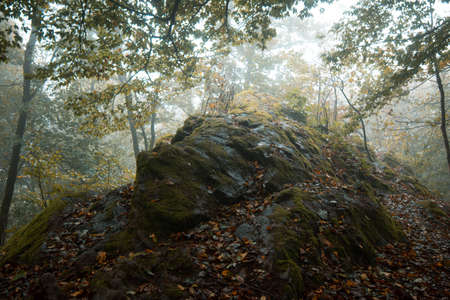 the forest with green trees red leaves and rocks in Thuringian Forest in October near Suhlの写真素材