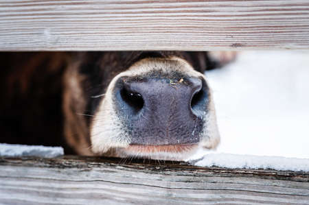 A closeup shot of a cow nose behind the fence in the farmの写真素材